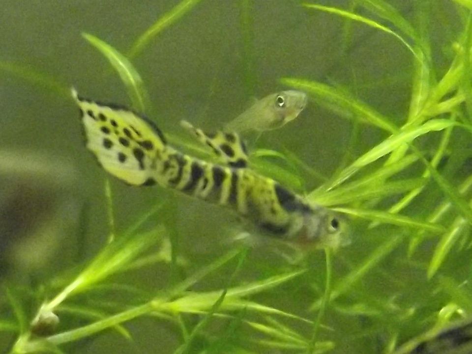 Guppy - Tiger Endler - Poecilia Reticulata - Stck. 2,-€ in Gifhorn