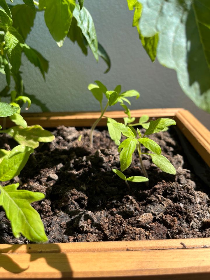 Tomaten Pflanzen, schwarze Tomaten NUR NOCH EINE ÜBRIG in Köln