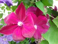 Waldrebe Clematis Hybride 'Rouge Cardinal' 40-60cm Niedersachsen - Westerstede Vorschau