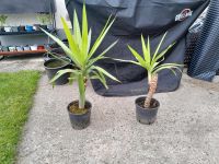 2x Yucca Palme Zimmerpflanze Nordrhein-Westfalen - Lippstadt Vorschau