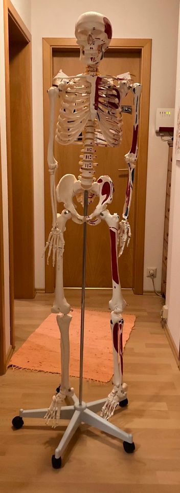 Elementary Anatomy Skelett in Neunkirchen-Seelscheid