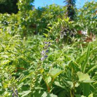 Ableger Helmkraut , trockenheitsresistent, Insektenmagnet Baden-Württemberg - Rheinfelden (Baden) Vorschau