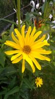 Hohe gelbe Blumen, gelbe Gartenblumen, Sichtschutz, Pflanzen Berlin - Tempelhof Vorschau