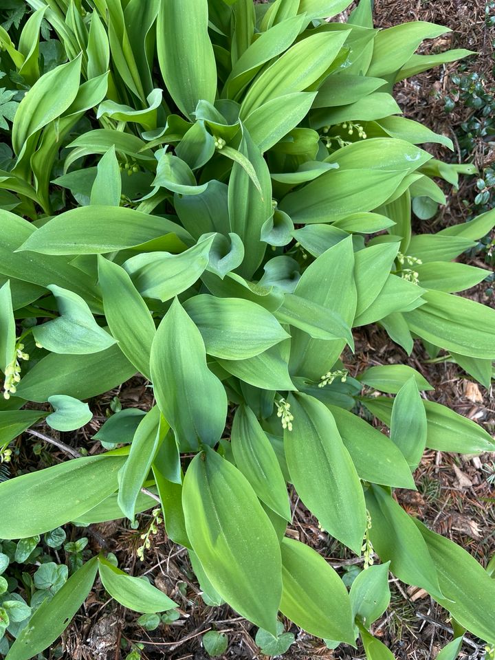 20 Maiglöckchen Rhizome zum einpflanzen in Biebergemünd