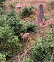 Wildfleisch Reh & Wildschwein Wildbret direkt vom Jäger Baden-Württemberg - Villingen-Schwenningen Vorschau