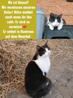 Suchen unseren Kater Nordfriesland - Rantrum Vorschau