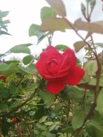 Rosenpflanze dubkelrote Farbe Sachsen - Heidenau Vorschau
