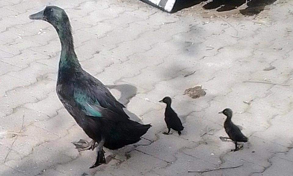 kalkmurmeln Enten Cayuga Pommernenten Schopfenten Laufenten in Mühldorf a.Inn