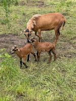 Kamerun Lämmer Thüringen - Elxleben (bei Arnstadt) Vorschau