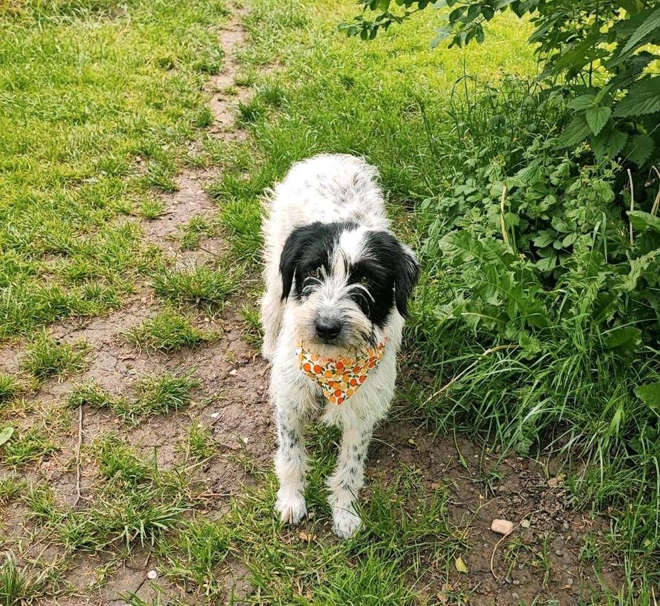 Beans, 9 Monate, ein fröhliches verschmustes  Mädel in Schnaitsee