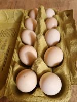 Eier Seidenhühner schoko Ludwigslust - Landkreis - Lübtheen Vorschau