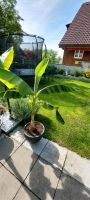 Bananenpflanze musa basjoo winterhart Bayern - Attenkirchen Vorschau