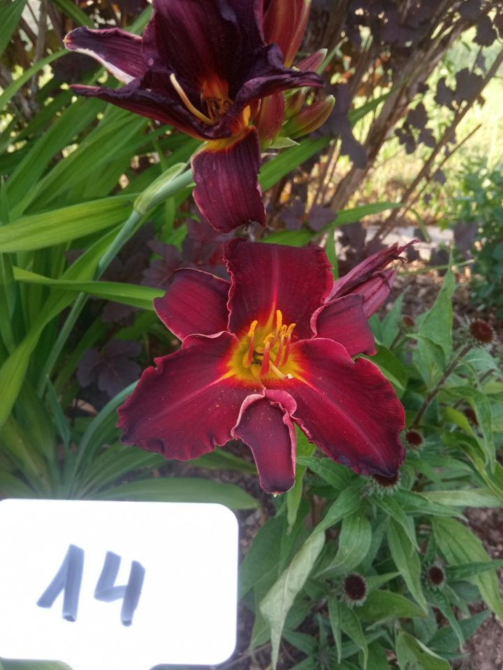 Hemerocallis Taglilie Dunkelrot Winterharte Staude in Pottenstein