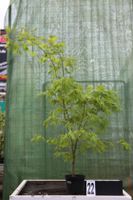 Acer palmatum ´Arctic Jade´ Ahorn Ahornwochen Sonderangebot Hessen - Dietzhölztal Vorschau