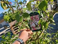 Gartenstrauch Liebesperlenstrauch  2m XL Callicarpa bodinieri Bayern - Grettstadt Vorschau