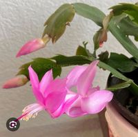 Schlumbergera Thor Ida hellrosa Blüten Leipzig - Lößnig Vorschau