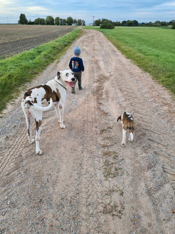 Gassi - Service Tiertrainer Hunde und Pferde in Dessau-Roßlau