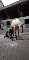 Barhufbearbeitung Hufbearbeitung Klebebeschlag Problempferde Nordrhein-Westfalen - Castrop-Rauxel Vorschau