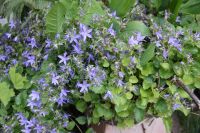 Glockenblumen blau blühend im Weidenkorb Bayern - Uffing Vorschau