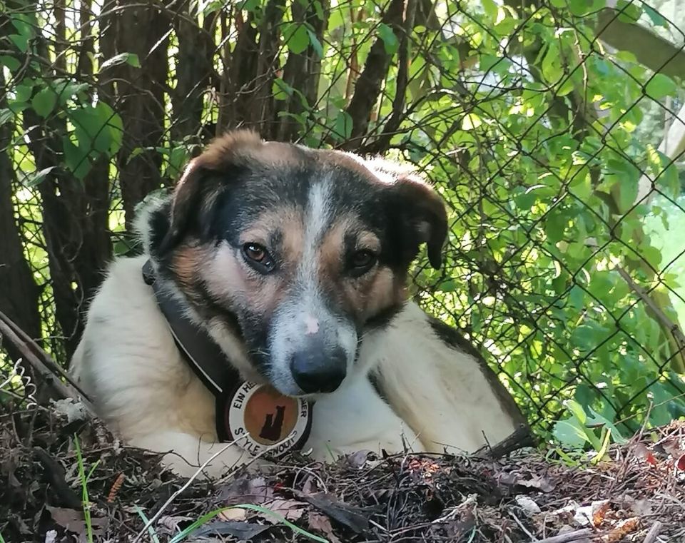 Lio sucht ein geduldiges Zuhause in Mengkofen