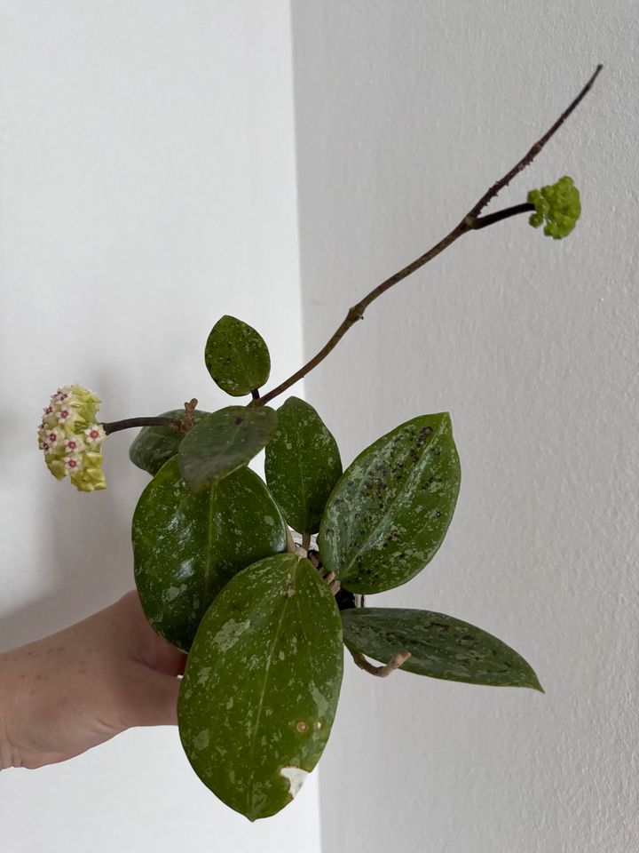 Hoya parasitica Lao in München