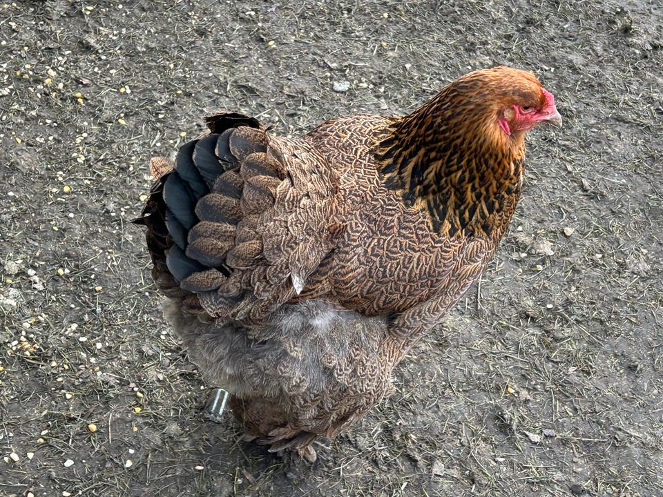 Bruteier reinrassige große Brahma Hühner Henne Huhn Eier in Großefehn