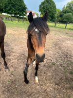 Hübscher Pony Hengst, Hackney Pony Niedersachsen - Papenburg Vorschau