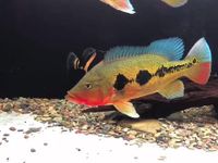 Cichla mirianae (Cichla fogo) 10-12 cm *SONDERPREIS* Brandenburg - Hoppegarten Vorschau