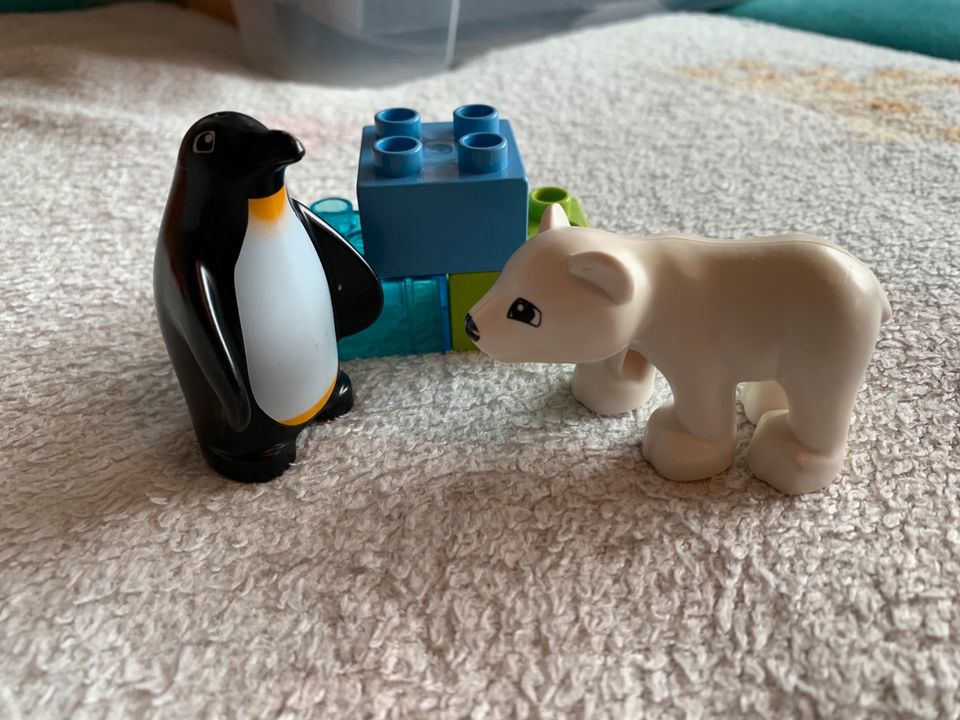 Lego Duplo 10501 Polartiere Eisbär und Pinguin in Baden-Württemberg -  Friedrichshafen | Lego & Duplo günstig kaufen, gebraucht oder neu | eBay  Kleinanzeigen ist jetzt Kleinanzeigen