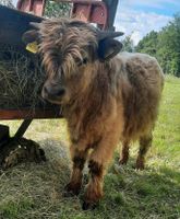 Highland Cattle Bulle,  Hochlandrind Bayern - Gemünden a. Main Vorschau