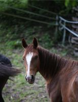 2 jähriger Thiago Hengst Nordrhein-Westfalen - Lindlar Vorschau