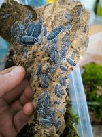 Porcellio Hoffmansegii White antenna Baden-Württemberg - Nürtingen Vorschau