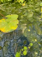 Raues Hornkraut f d Gartenteich Nordrhein-Westfalen - Rheurdt Vorschau