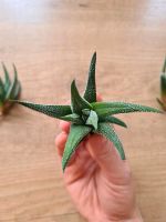 Haworthia fasciata Haworthie Zimmerpflanze Ableger Steckling Bayern - Würzburg Vorschau