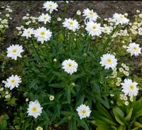 weisse gefüllte Margerite winterharte Staude Samen Trockenblume Leipzig - Großzschocher Vorschau