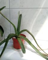 Kleine Aloe Vera im Plastiktopf Baden-Württemberg - Grenzach-Wyhlen Vorschau