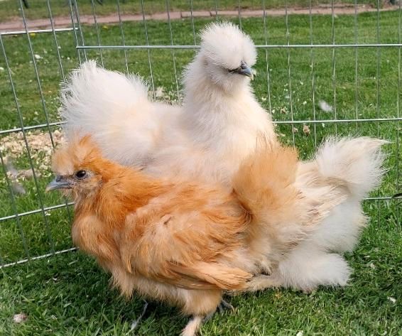 Hühner Seidenhühner Zwergseidenhühner USA Küken in Menslage