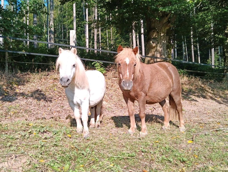 Reitbeteiligung / Pflegebeteiligung Pony in Nentershausen