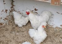 Zwergseidenhühner reinrassig 1 Jährig Weiße  Huhn Henne Nordrhein-Westfalen - Waldfeucht Vorschau
