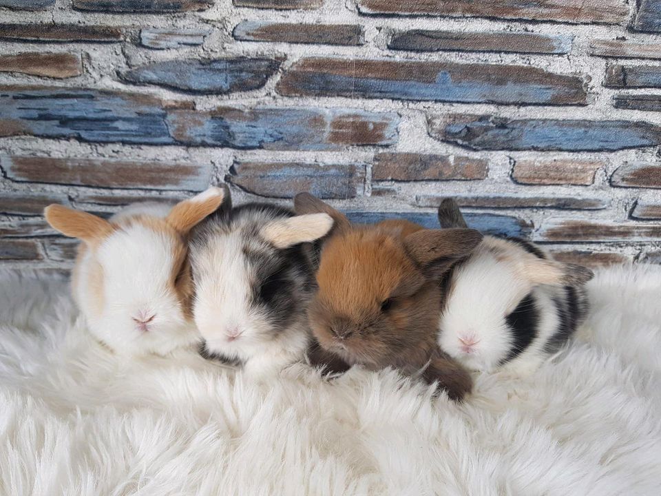 ❤️ Zwergwidder Minilop Mini Lop Hase Kaninchen ❤️ in Potsdam