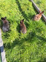 Kaninchen Hobby Bayern - Fladungen Vorschau