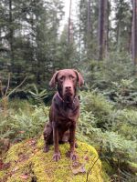 Labrador in liebevolle Hände abzugeben Baden-Württemberg - Kirchheim unter Teck Vorschau