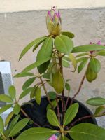 Rhododendron Sachsen - Pirna Vorschau