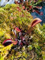 Dionaea muscipula „Trev’s Red Dentate“ Venusfliegenfalle Bayern - Nittendorf  Vorschau