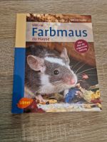 Farbmaus Mäuse Nager Nagetier Nordrhein-Westfalen - Bergkamen Vorschau