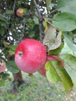 Naturtrüber Apfel oder Apfel-Birnensaft , Kinderpunsch Thüringen - Nobitz Vorschau