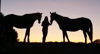 Box, Unterstellplatz für Ponywallach Schleswig-Holstein - Warnau b Nettelsee Vorschau