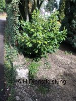 Gartenpflege Baden-Württemberg - Hechingen Vorschau