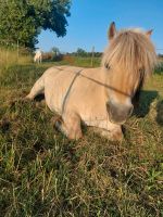 Reitpädagogische Förderung für Kinder Bayern - Haarbach Vorschau