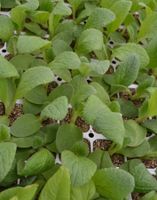 Kräuter borretsch Pflanze essbare blüten Blume Garten Gewürz Baden-Württemberg - Muggensturm Vorschau